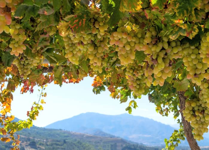 Fresh grapes in a bush