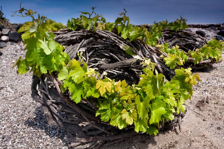 Santorini's vineyard