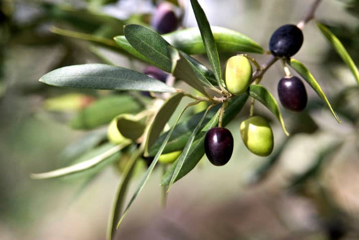 Olive Branch