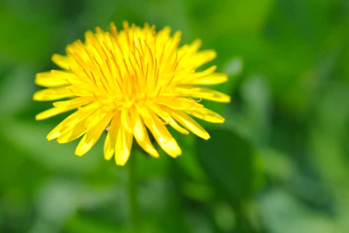 Close up of dandelion, differential focus